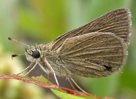 Swarthy Skipper